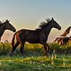 Rennende paarden van Henk de Boer