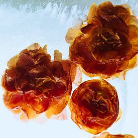 Gevulde oranje primula's in ijs van Marc Heiligenstein