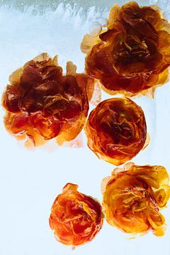 Gevulde oranje primula's in ijs van Marc Heiligenstein
