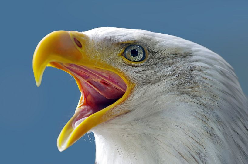 Der Wappenvogel der USA von Reinhard  Pantke