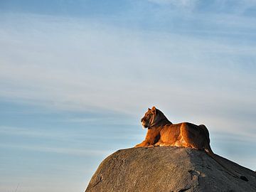 The Lion King - Leeuw in het gouden uurtje van BHotography