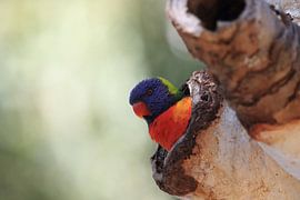 Regenboogparkiet, Queensland, Australië