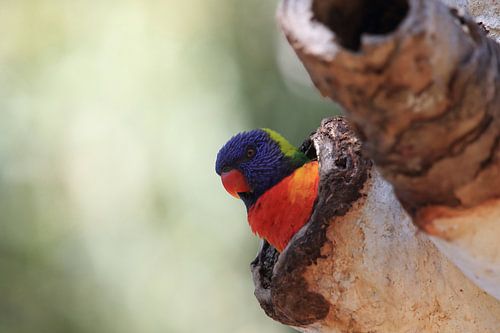 Regenboogparkiet, Queensland, Australië