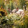 Hert in Verborgen Rust Zomerlicht tussen het Groen van Femke Ketelaar