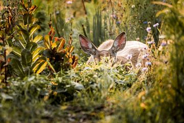 Cerf dans la tranquillité cachée Lumière d'été dans la verdure sur Femke Ketelaar