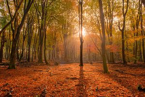 Speulderbos im Herbst