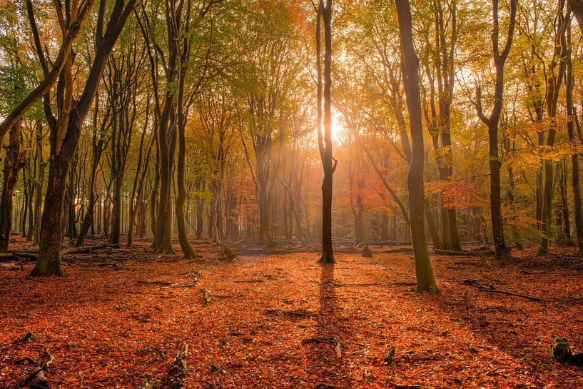 Speulderbos en automne par Fotografie Ronald