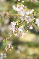 Lente Bloesem