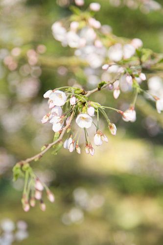 Lente Bloesem
