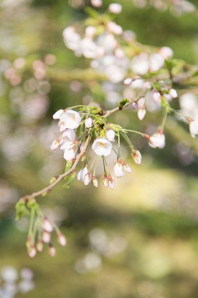Lente Bloesem by Chantal Cornet