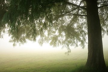 Tree in the morning mist by Jan Eltink