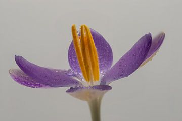 De paars violet met gele krokussen zijn er weer van Jolanda de Jong-Jansen