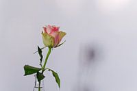 Rose Scenery - 2017
