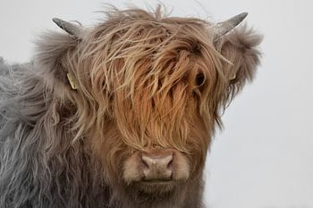 Schottischer Highlander Kopf Kalb 2-farbig