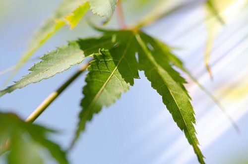 Blatt Japanischer Ahorn