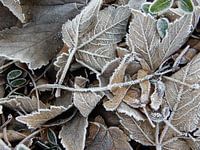 Ripe on leaves