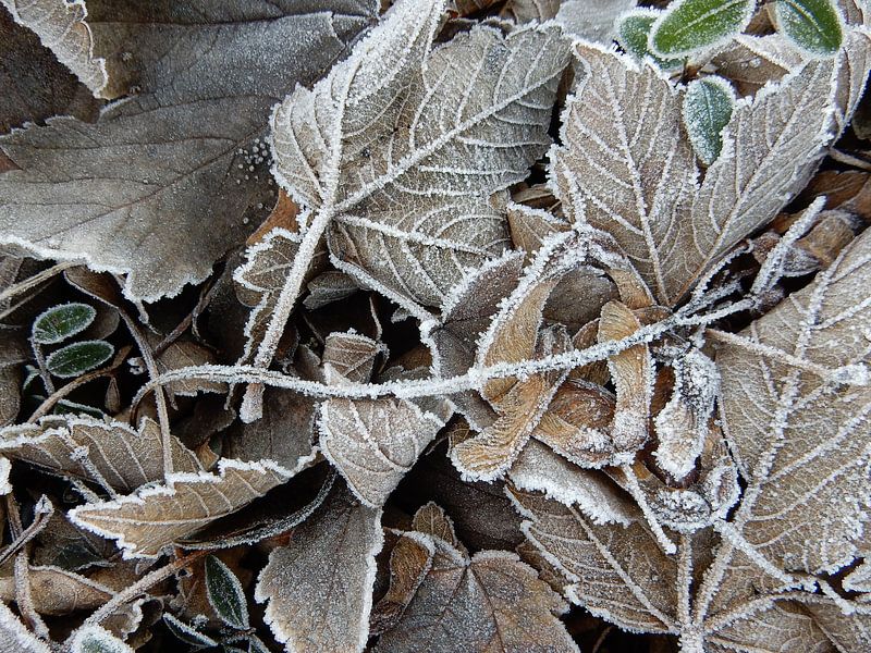 Ripe on leaves by Joke te Grotenhuis