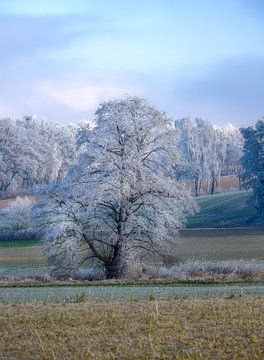 Winterlandschap met een ijzige boom van ManfredFotos