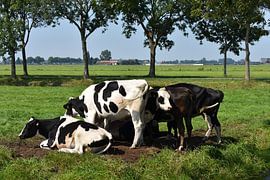 Cows Edam by niels broekhuizen