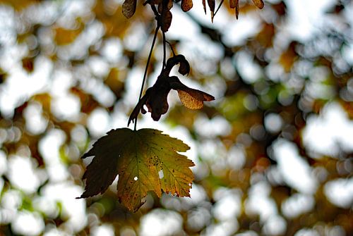 Psychedelic nature moment