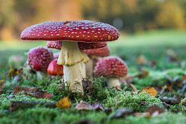 Paddenstoelen von Cor Pot