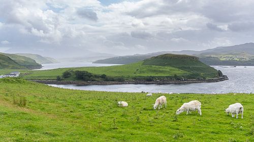 Hochland-Landschaft mit Schafen und Seen