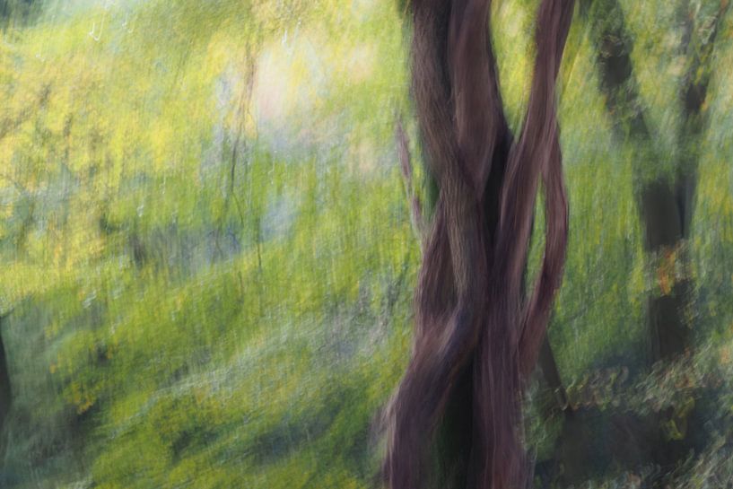 Die tanzenden Bäume von Astrid Brouwers