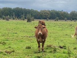 Ein schöner Anblick diese Kühe von Meneer Yolo