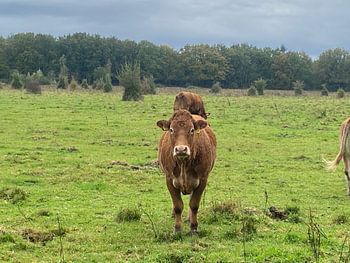 Ein schöner Anblick diese Kühe