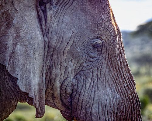 Olifantenkop, Zuid-Serengeti van Stories by Dymph
