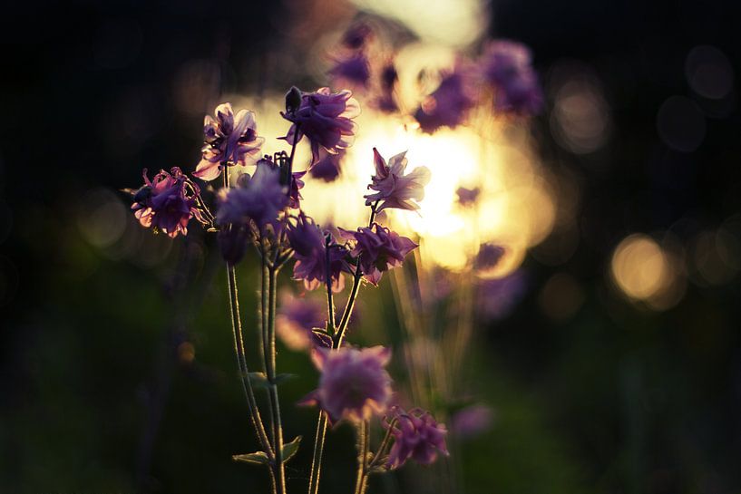 Morning light by Malte Pott