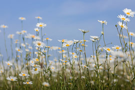 Ein Feld voller Margeriten