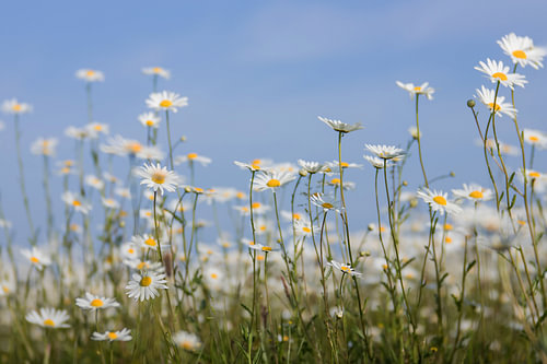 Ein Feld voller Margeriten