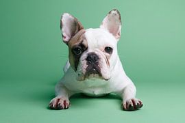 Mollie Frenchie von LUNA Fotografie