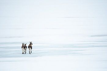 Elks on a frozen lake