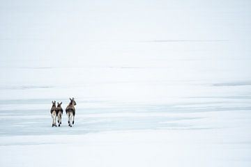 Elanden op een bevroren meer