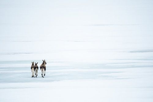 Elks on a frozen lake