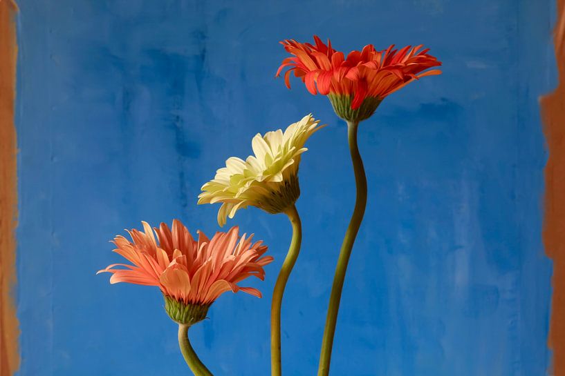 Picturesque gerbera by Thomas Jäger