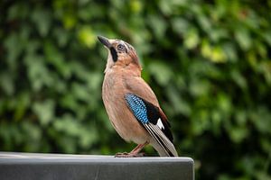 Jay