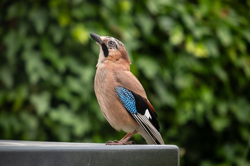Jay par Noud de Greef