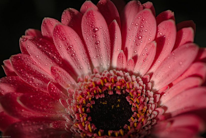 Roze Gerbera van Arjen Uijttenboogaart