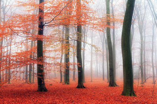 Oranje mist in het Edese bos