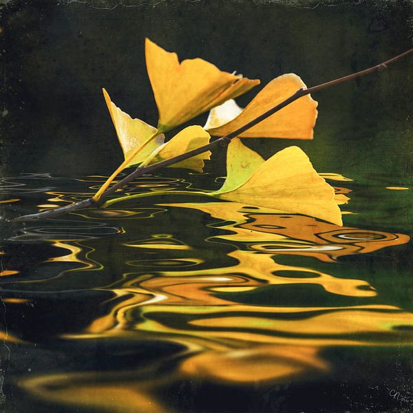 Ginkgo drops by Christine Nöhmeier