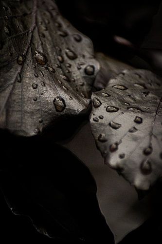 Macrophotographie de gouttes sur une feuille en automne aux Pays-Bas
