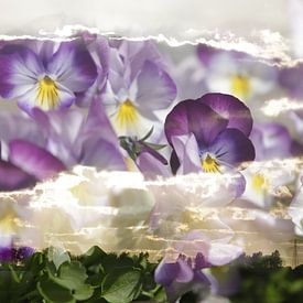 Violets in the clouds, double exposure by Cora Unk