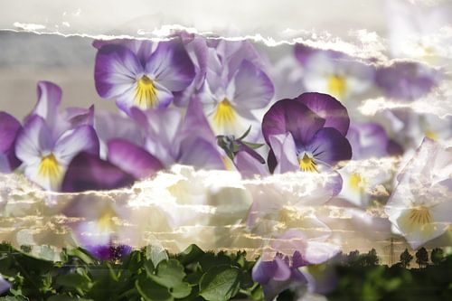 Viooltjes in de wolken, double exposure van Cora Unk