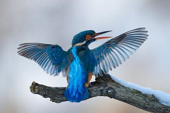 IJsvogel - Blue perfection