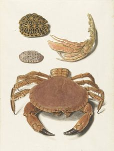 Een krab, een schaar van een krab en twee schilden van schildpadden, Johann Gustav Hoch