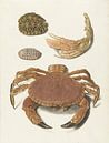 Eine Krabbe, eine Schere von einer Krabbe und zwei Schalen von Schildkröten, Johann Gustav Hoch. von Vintage en botanische Prenten Miniaturansicht
