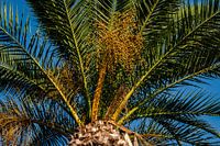 Tropical Palm Tree